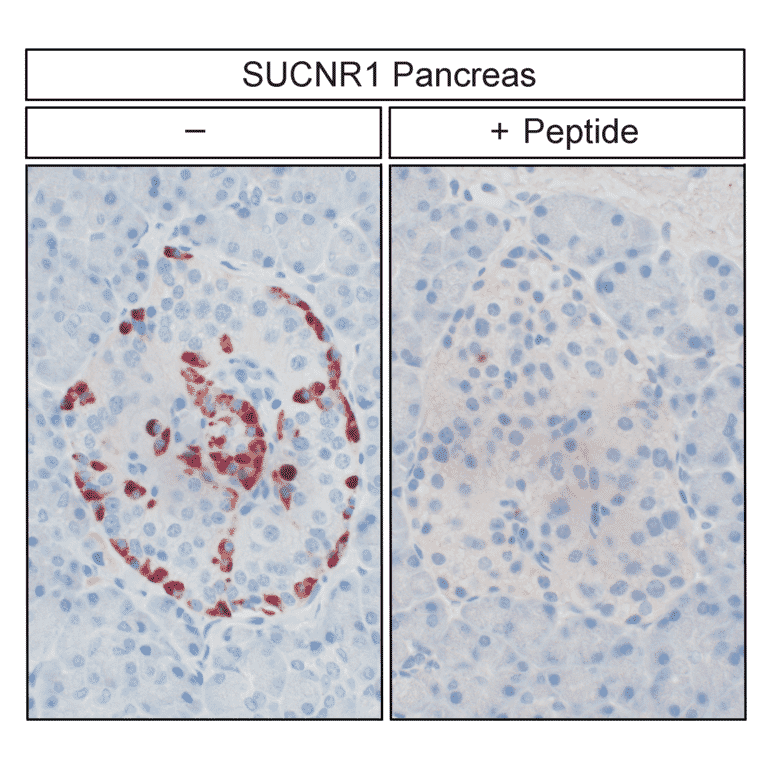 Immunohistochemistry - Anti-SUCNR1/amino acids./amino acids. Antibody (A334556) - Antibodies.com