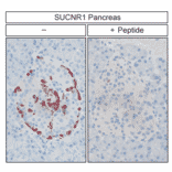 Immunohistochemistry - Anti-SUCNR1/amino acids./amino acids. Antibody (A334556) - Antibodies.com