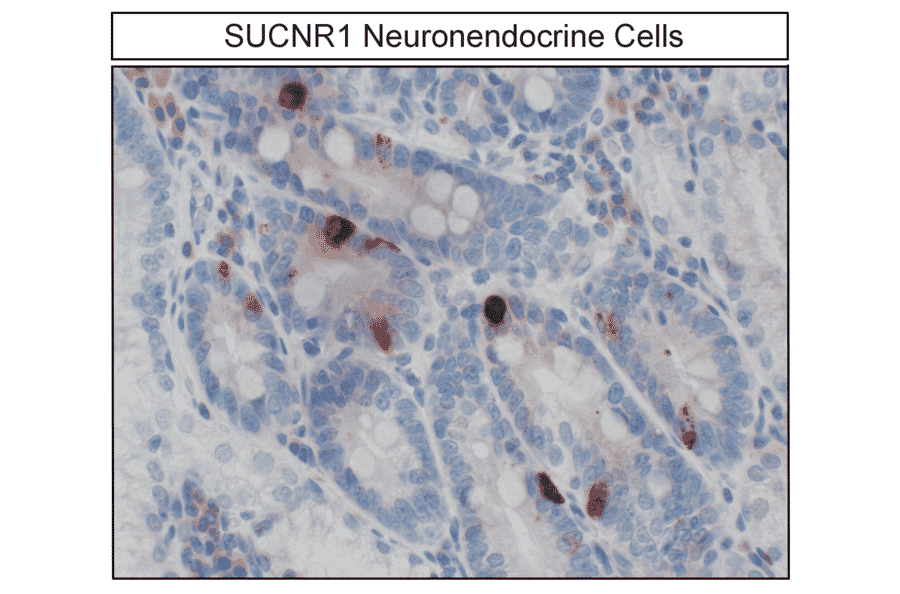 Immunohistochemistry - Anti-SUCNR1/amino acids./amino acids. Antibody (A334556) - Antibodies.com