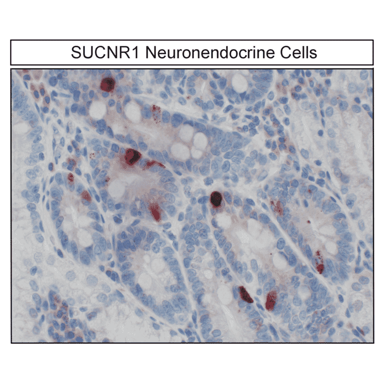 Immunohistochemistry - Anti-SUCNR1/amino acids./amino acids. Antibody (A334556) - Antibodies.com