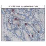 Immunohistochemistry - Anti-SUCNR1/amino acids./amino acids. Antibody (A334556) - Antibodies.com
