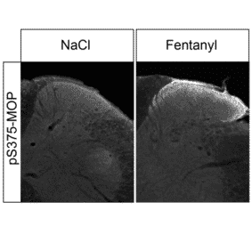 Immunohistochemistry - Anti-Mu Opioid Receptor (phospho Ser375) Antibody (A334558) - Antibodies.com