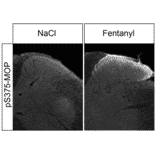 Immunohistochemistry - Anti-Mu Opioid Receptor (phospho Ser375) Antibody (A334558) - Antibodies.com