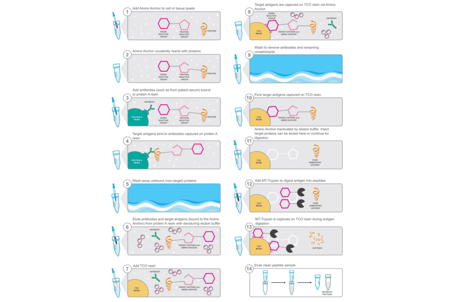 Workflow - Amino Anchor Immunoprecipitation to Mass Spectrometry Kit - Antibodies.com