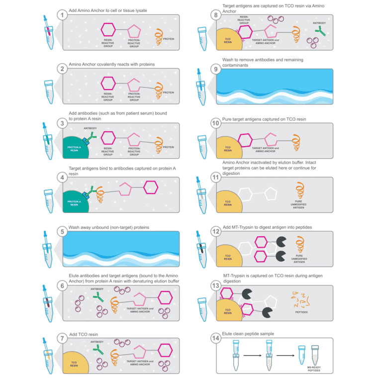 Workflow - Amino Anchor Immunoprecipitation to Mass Spectrometry Kit - Antibodies.com