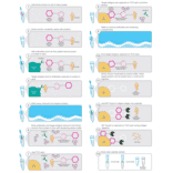 Workflow - Amino Anchor Immunoprecipitation to Mass Spectrometry Kit - Antibodies.com