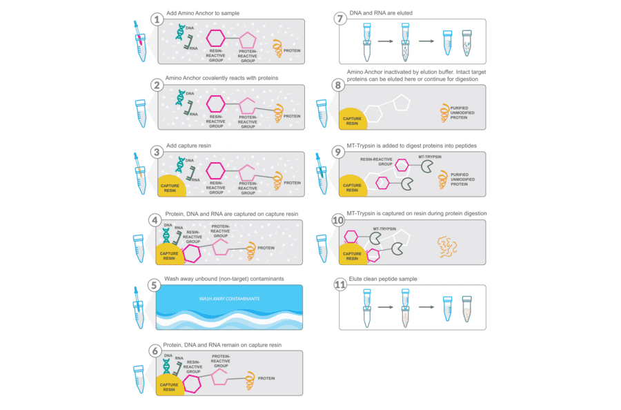 Workflow - Amino Anchor Multiomics (DNA, RNA, Protein) Sample Preparation Kit - Antibodies.com