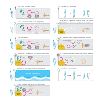 Workflow - Amino Anchor Multiomics (DNA, RNA, Protein) Sample Preparation Kit - Antibodies.com