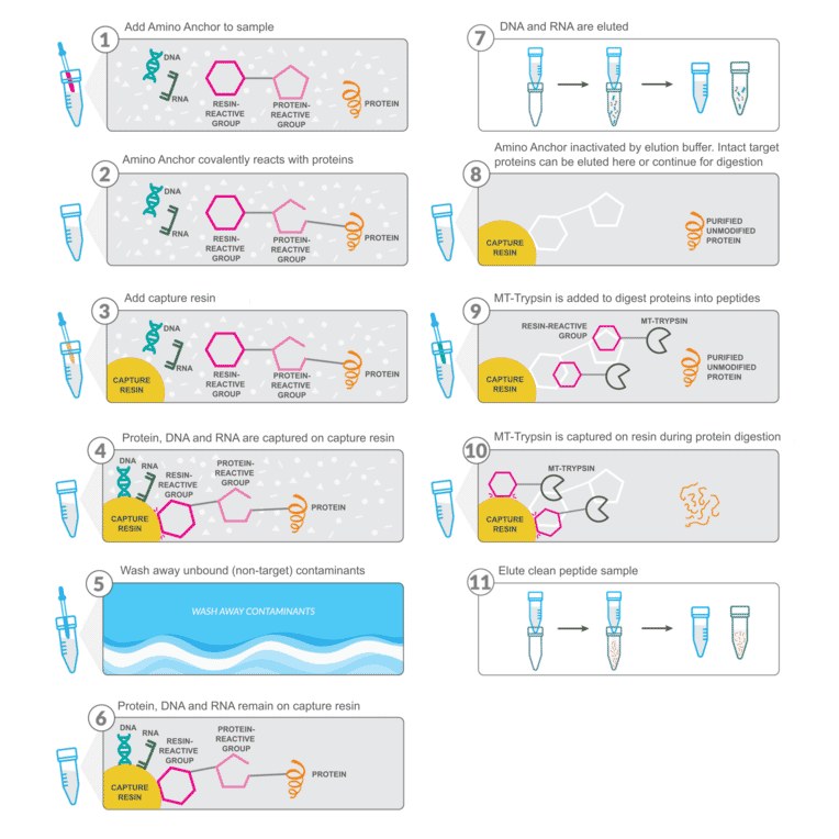 Workflow - Amino Anchor Multiomics (DNA, RNA, Protein) Sample Preparation Kit - Antibodies.com
