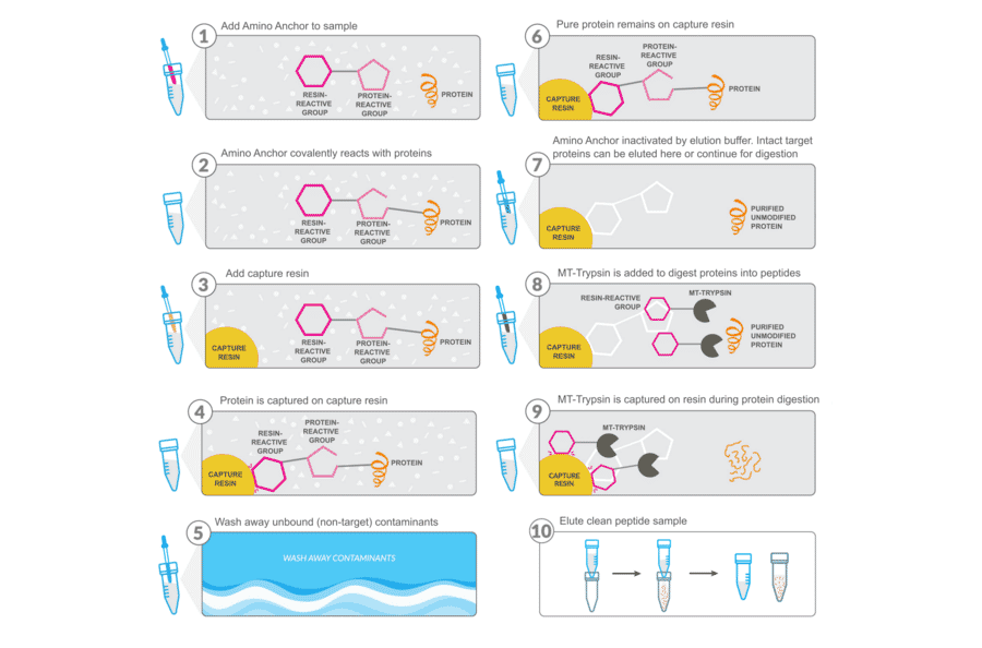 Workflow - Amino Anchor Intact Universal Protein Cleanup Kit - Antibodies.com