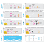 Workflow - Amino Anchor Intact Universal Protein Cleanup Kit - Antibodies.com
