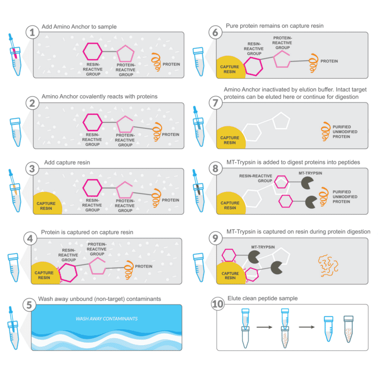 Workflow - Amino Anchor Peptide Universal Protein Cleanup Kit - Antibodies.com
