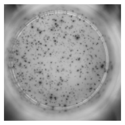 ELISpot - Human IFN gamma ELISpot Kit (A334653) - Antibodies.com