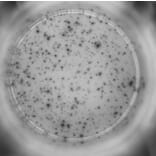 ELISpot - Human IFN gamma ELISpot Kit (A334653) - Antibodies.com