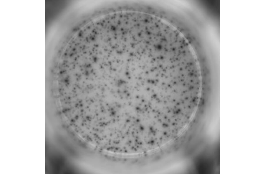 ELISpot - Human IFN gamma ELISpot Kit (A334653) - Antibodies.com