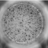 ELISpot - Human IFN gamma ELISpot Kit (A334653) - Antibodies.com