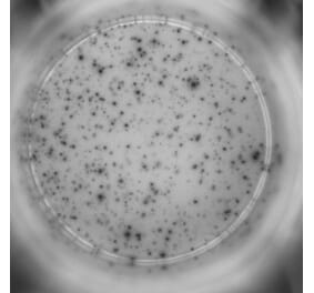 ELISpot - Human IFN gamma ELISpot Kit - Detachable Strips (A334654) - Antibodies.com