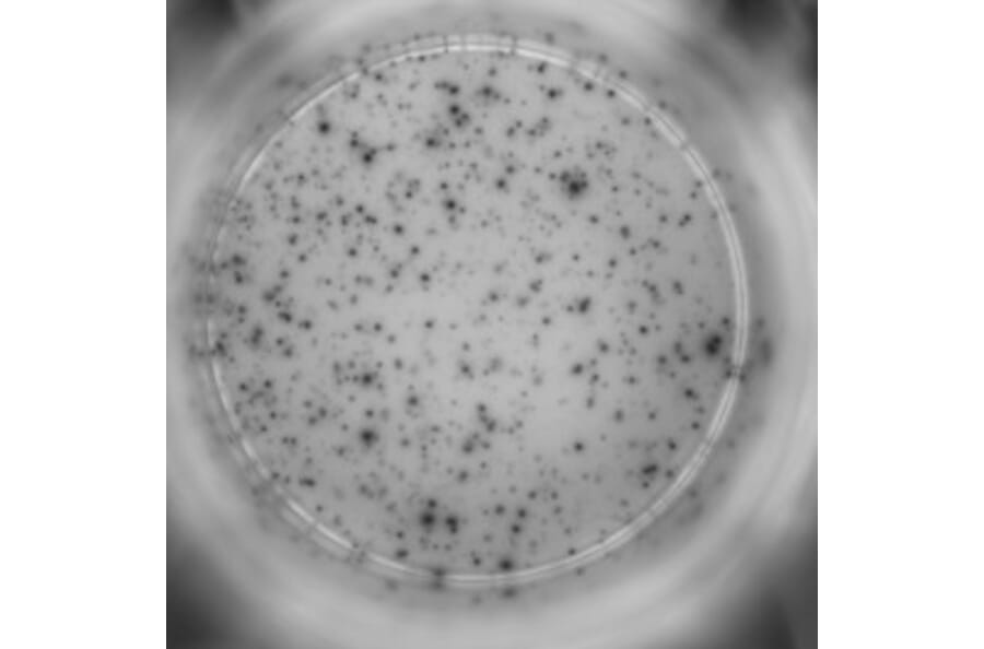 ELISpot - Human IFN gamma ELISpot Kit - Detachable Strips (A334654) - Antibodies.com