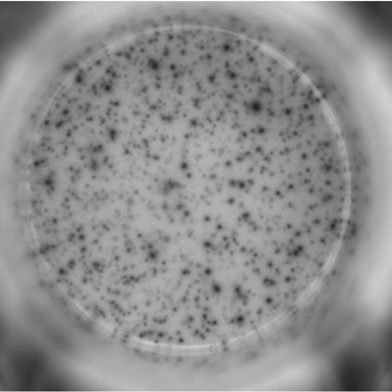 ELISpot - Human IFN gamma ELISpot Kit - Detachable Strips (A334654) - Antibodies.com