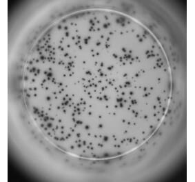 ELISpot - Human IL-2 ELISpot Kit (A334655) - Antibodies.com