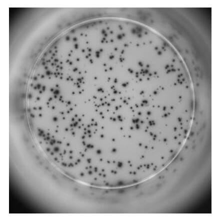 ELISpot - Human IL-2 ELISpot Kit (A334655) - Antibodies.com