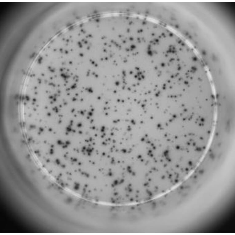 ELISpot - Human IL-4 ELISpot Kit (A334656) - Antibodies.com