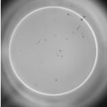 ELISpot - Human IL-4 ELISpot Kit (A334656) - Antibodies.com