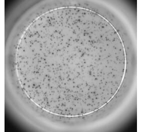 ELISpot - Human IL-10 ELISpot Kit (A334657) - Antibodies.com