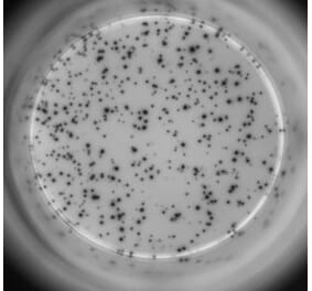 ELISpot - Human IL-17A ELISpot Kit (A334658) - Antibodies.com