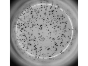 ELISpot - Human IL-17A ELISpot Kit (A334658) - Antibodies.com