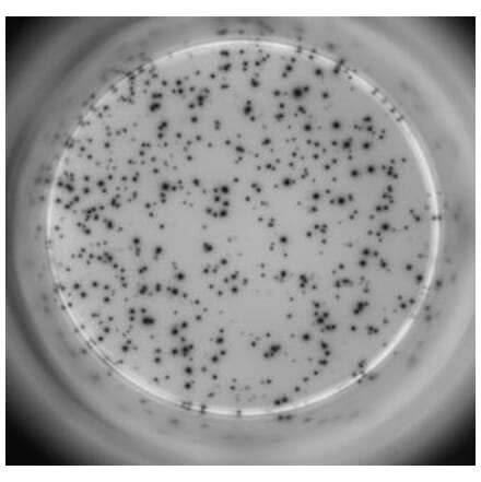 ELISpot - Human IL-17A ELISpot Kit (A334658) - Antibodies.com