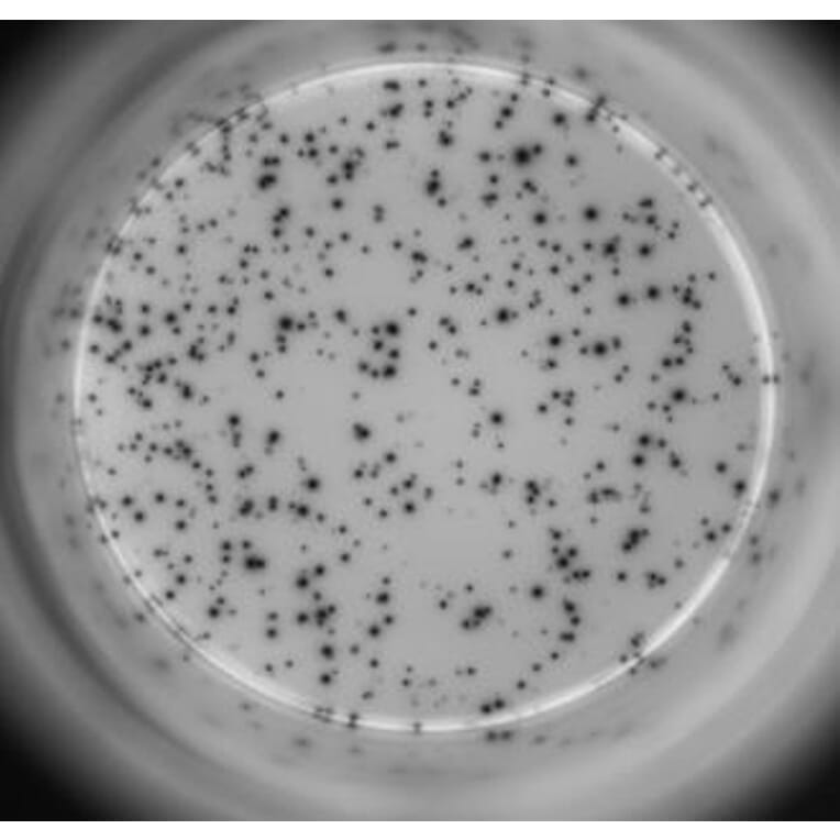 ELISpot - Human IL-17A ELISpot Kit (A334658) - Antibodies.com