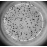 ELISpot - Human IL-17A ELISpot Kit (A334658) - Antibodies.com