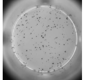 ELISpot - Human TNF alpha ELISpot Kit (A334659) - Antibodies.com