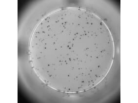 ELISpot - Human TNF alpha ELISpot Kit (A334659) - Antibodies.com