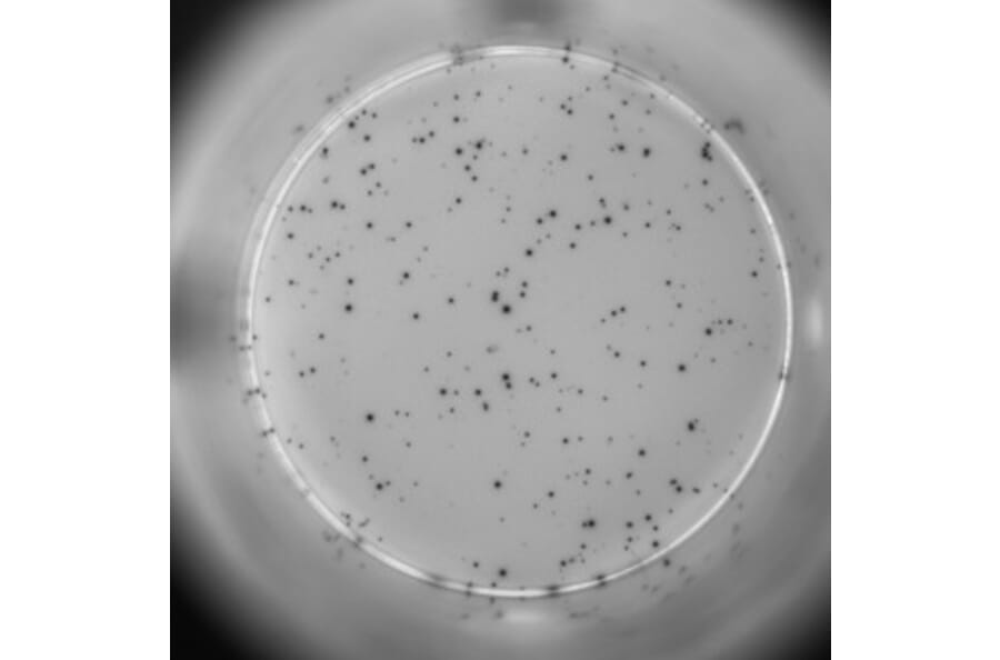 ELISpot - Human TNF alpha ELISpot Kit (A334659) - Antibodies.com