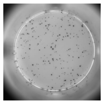 ELISpot - Human TNF alpha ELISpot Kit (A334659) - Antibodies.com