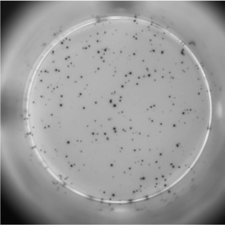ELISpot - Human TNF alpha ELISpot Kit (A334659) - Antibodies.com