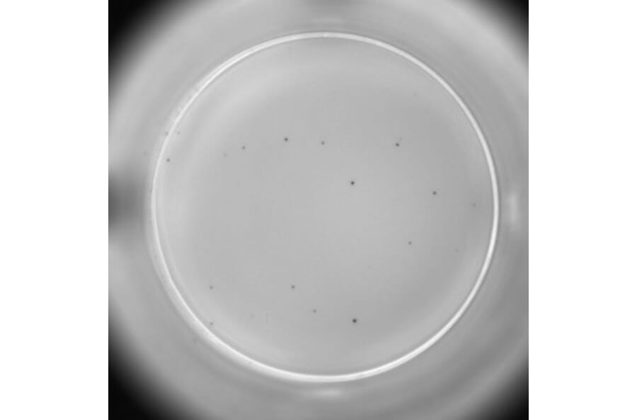 ELISpot - Human TNF alpha ELISpot Kit (A334659) - Antibodies.com