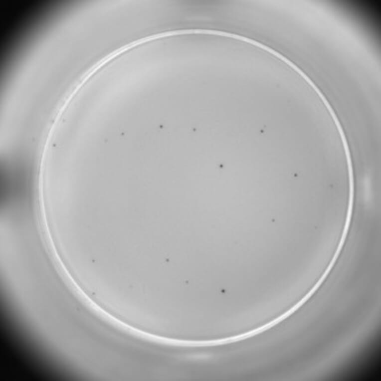 ELISpot - Human TNF alpha ELISpot Kit (A334659) - Antibodies.com