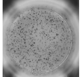 ELISpot - Mouse IFN gamma ELISpot Kit (A334660) - Antibodies.com