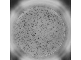 ELISpot - Mouse IFN gamma ELISpot Kit (A334660) - Antibodies.com