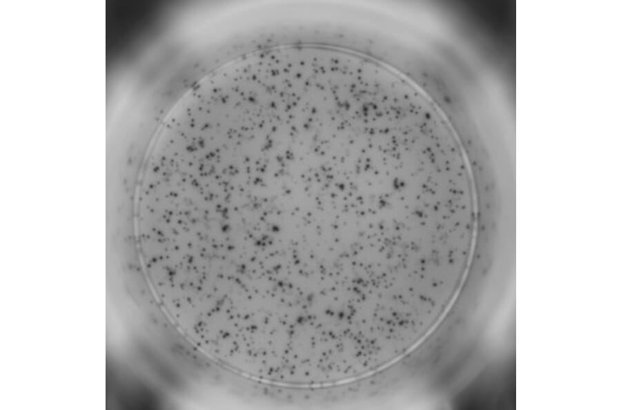 ELISpot - Mouse IFN gamma ELISpot Kit (A334660) - Antibodies.com