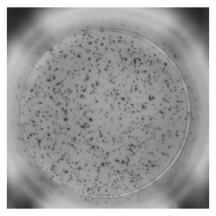 ELISpot - Mouse IFN gamma ELISpot Kit (A334660) - Antibodies.com