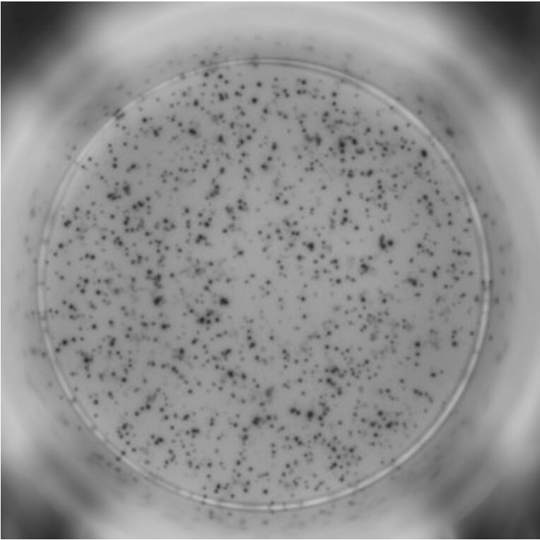 ELISpot - Mouse IFN gamma ELISpot Kit (A334660) - Antibodies.com