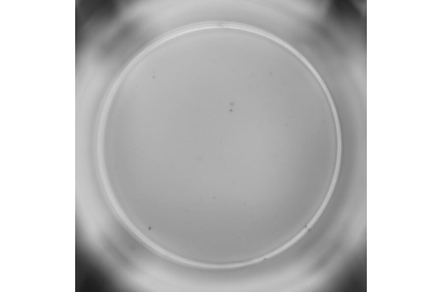 ELISpot - Mouse IFN gamma ELISpot Kit (A334660) - Antibodies.com