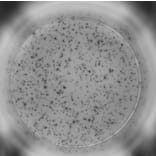 ELISpot - Mouse IFN gamma ELISpot Kit - Detachable Strips (A334661) - Antibodies.com