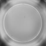 ELISpot - Mouse IFN gamma ELISpot Kit - Detachable Strips (A334661) - Antibodies.com