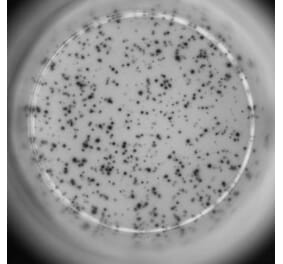 ELISpot - Mouse IL-4 ELISpot Kit (A334662) - Antibodies.com