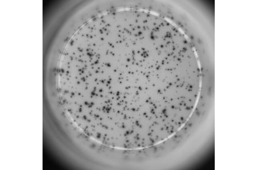 ELISpot - Mouse IL-4 ELISpot Kit (A334662) - Antibodies.com